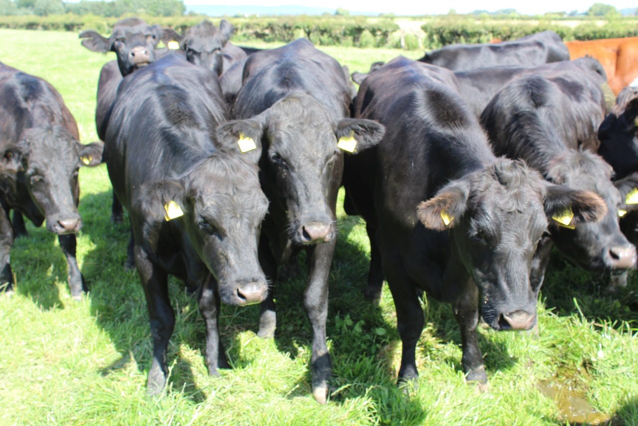 Beef is fast becoming dairy’s poor relation