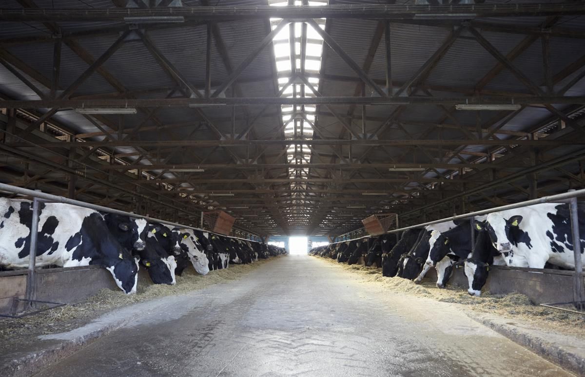 How do English dairy farm incomes compare with those in Ireland?