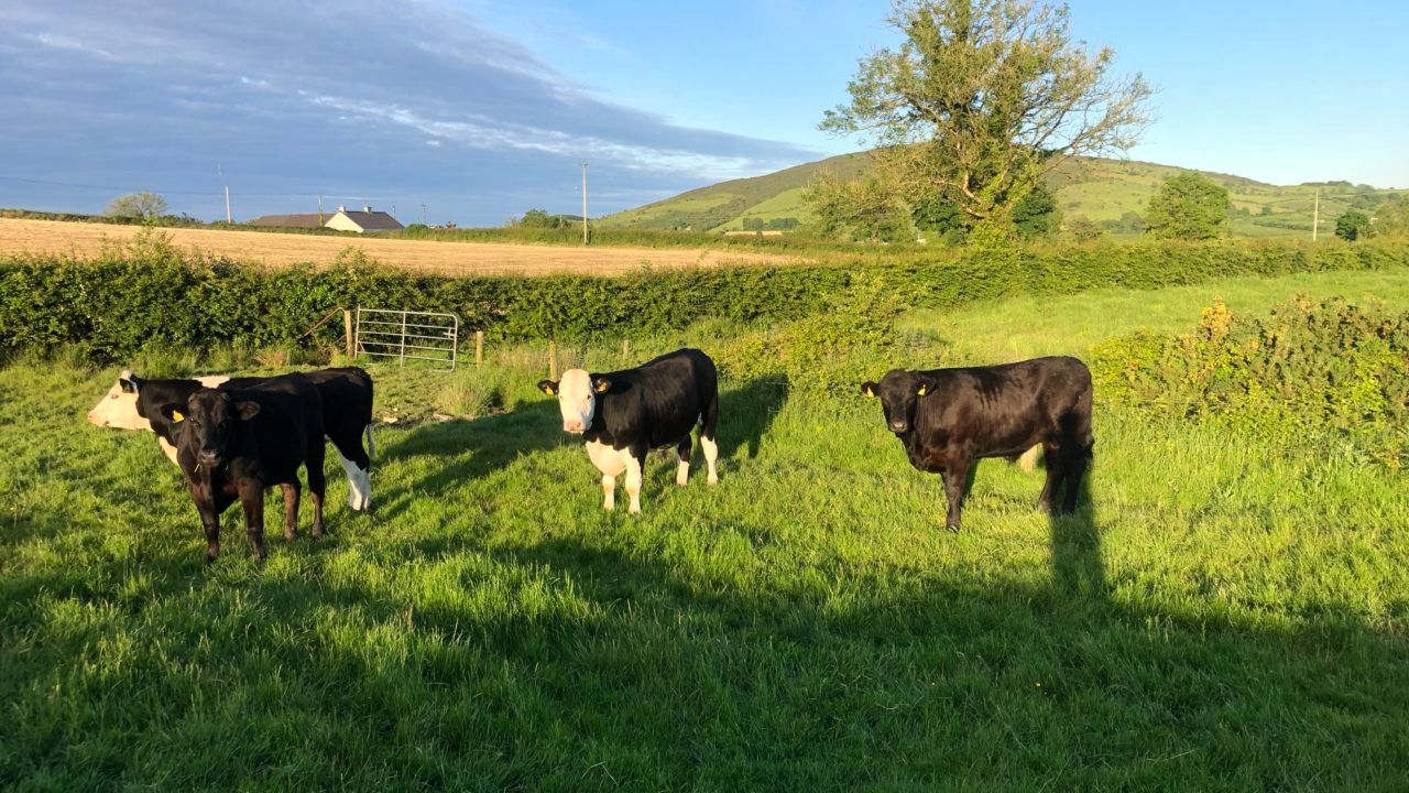 Teagasc: Emissions from beef sector 'may be overpredicted'
