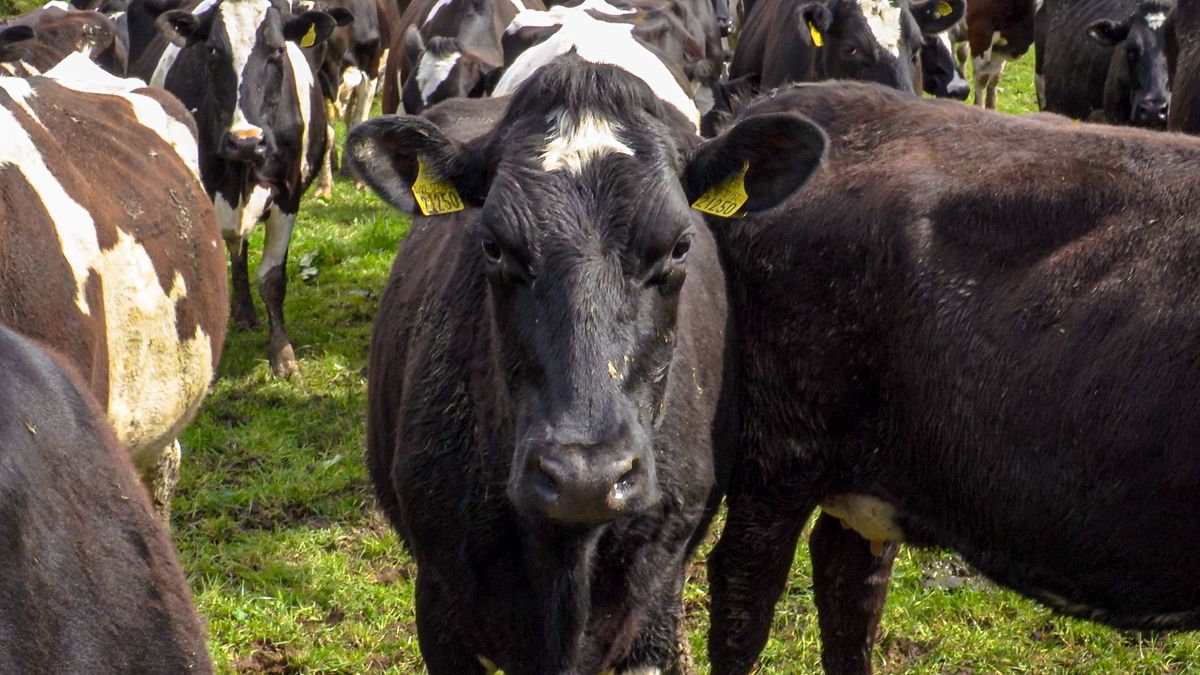 Ciaran Fitzgerald: Discussion and negotiation needed to develop agri-food policy