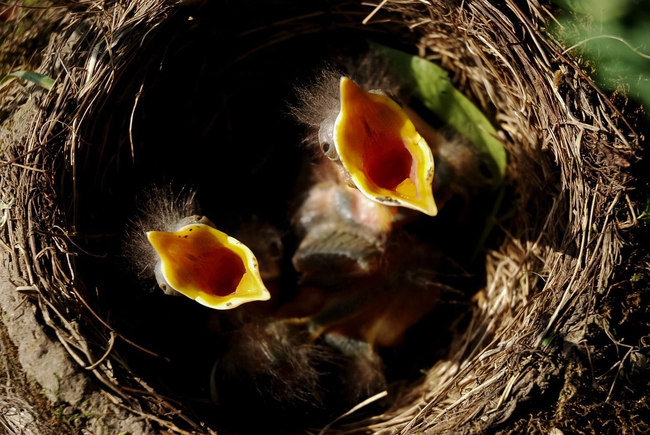 Vigilance in protecting nature urged over Easter