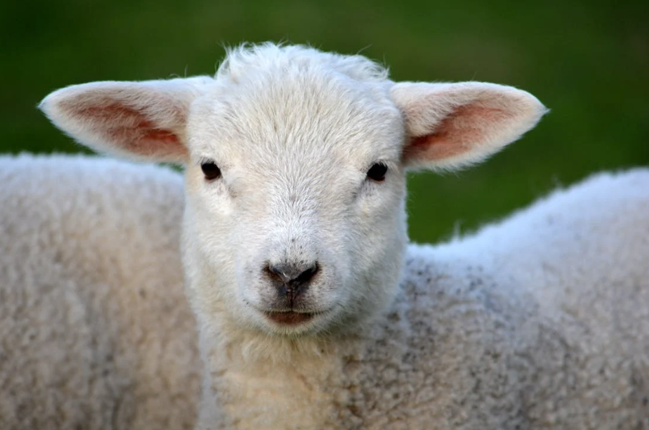 DAFM issues nematodirus forecast for 2023
