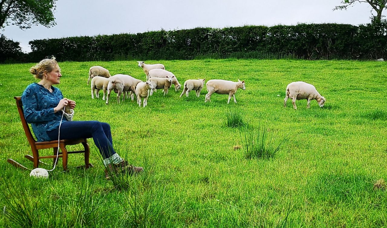 Love of crafts leads to Roscommon rare breed flock