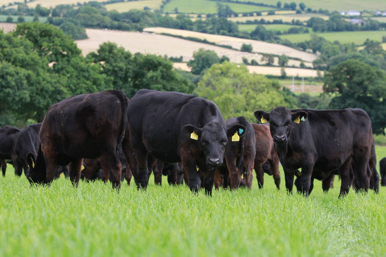 ABP announces new sustainable calf-to-beef programme