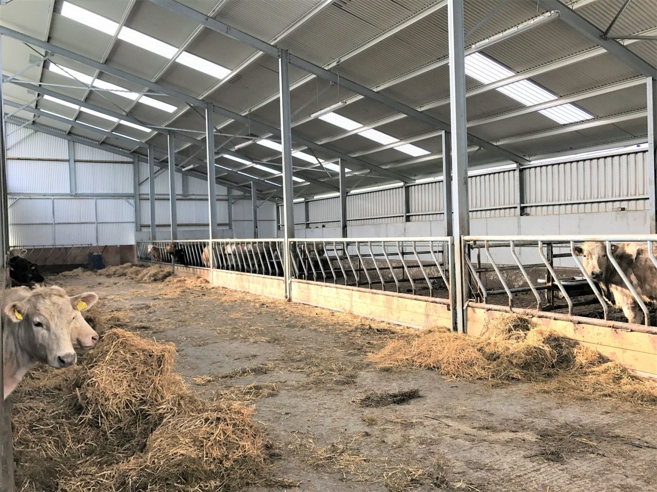 Is galvanised steel required under TAMS II specifications?