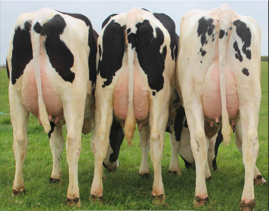 Kilgarriffe herd reduction sale - achieves top price of €2,900