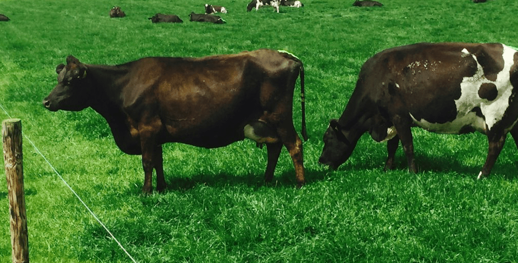 Why this Co. Cork farmer will not return to twice-a-day milking