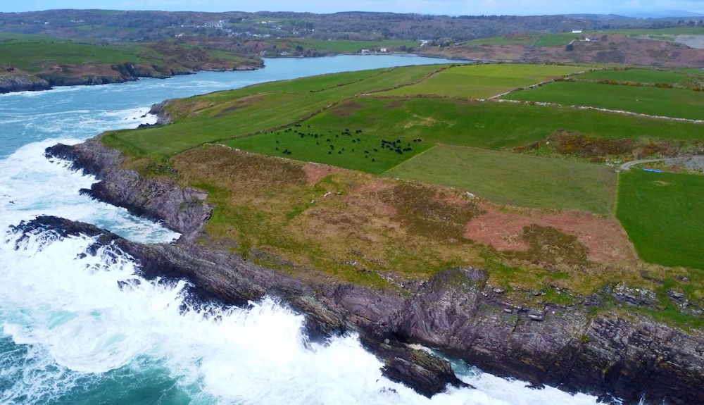 West Cork calf to beef farm focusing on high CBV | Commercial Beef Value Series