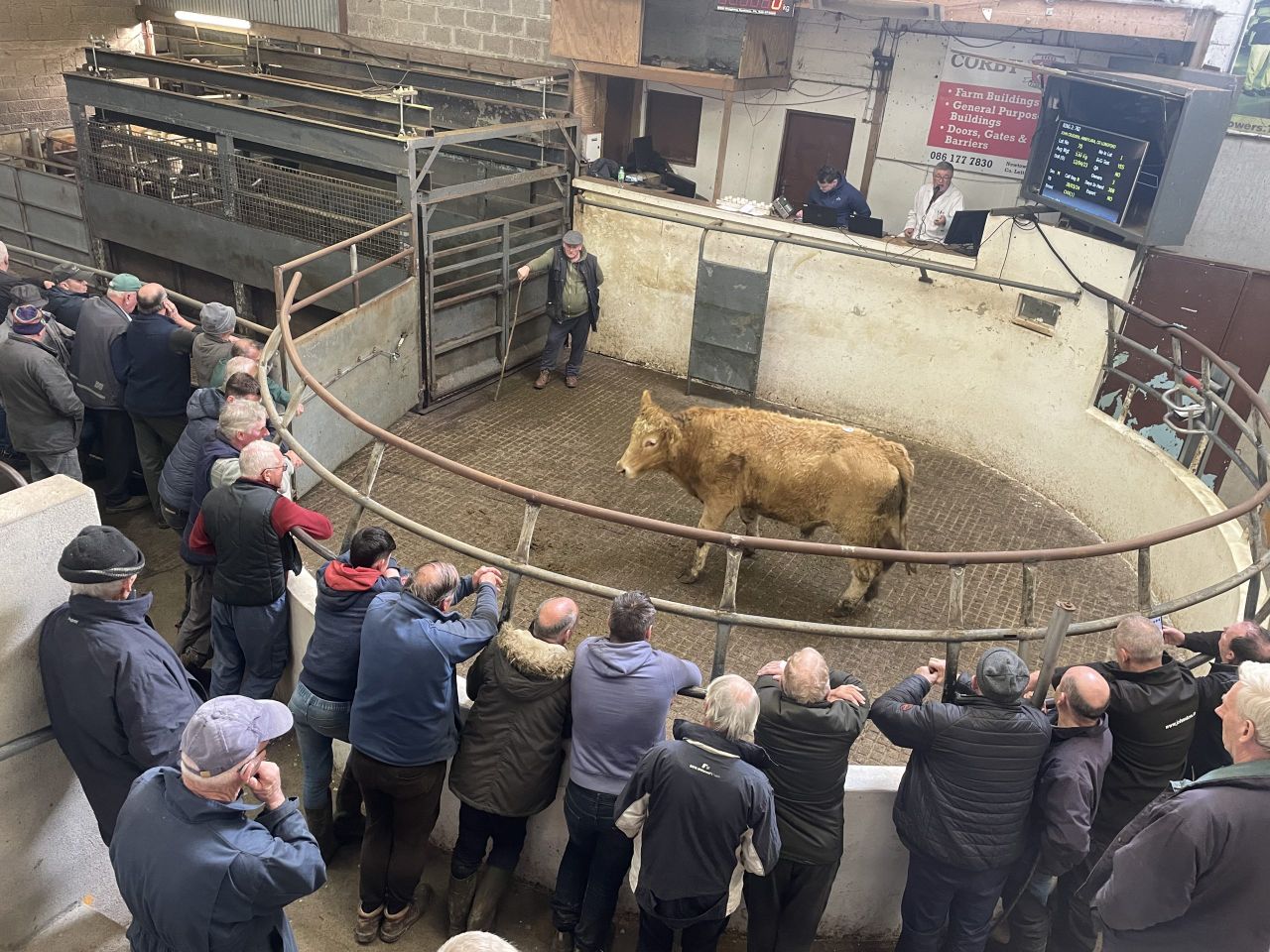 Mart report: Sample prices from cattle sale at Granard