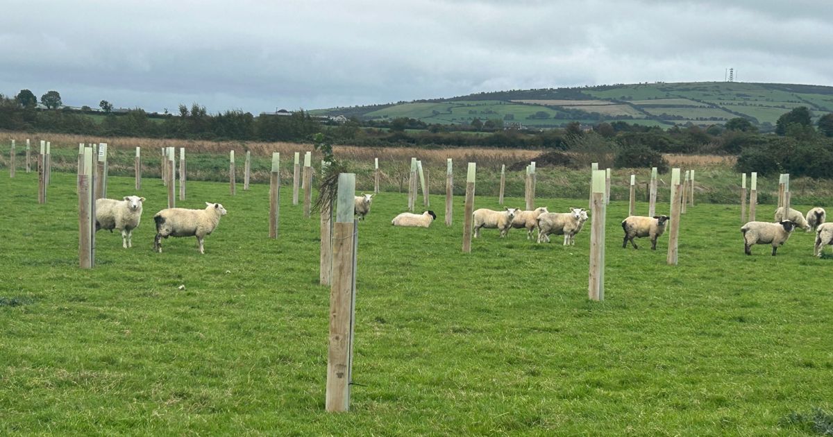 Wicklow farm walk to focus on agroforestry and organics