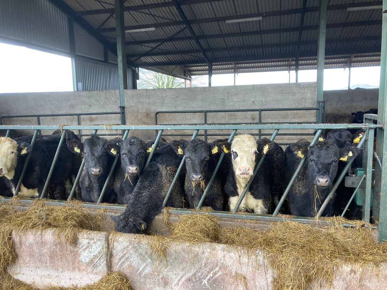 ABP Demo Farm: 2022-born cattle gaining 1kg/day over winter