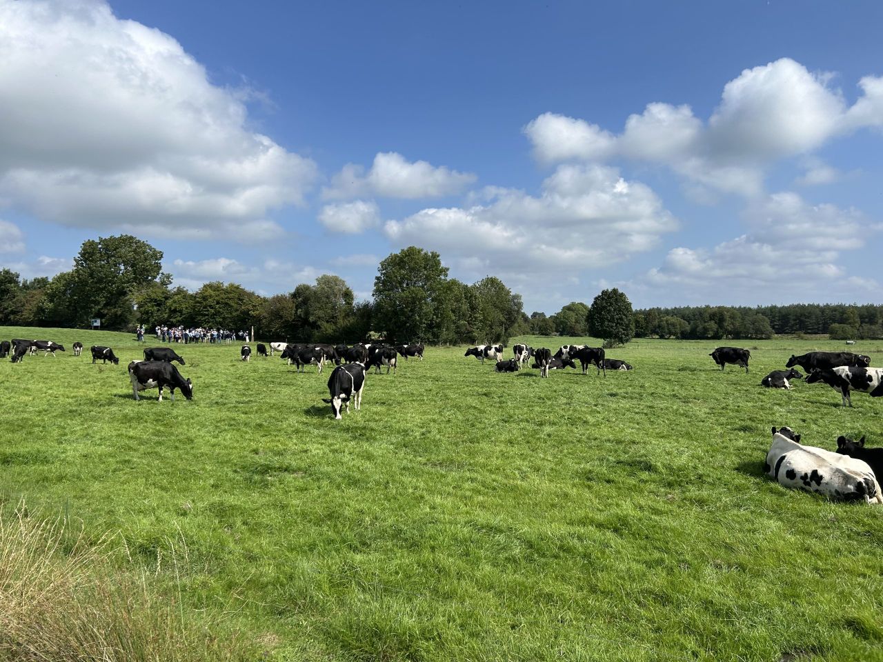 Drive for 600kg MS/cow through breeding &amp; grass in Co. Tipperary