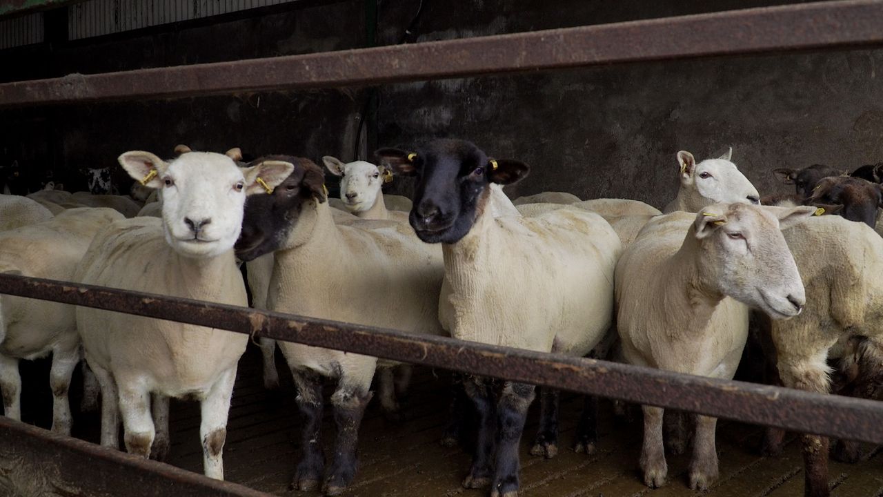Take advantage of the benefits scanning ewes offers