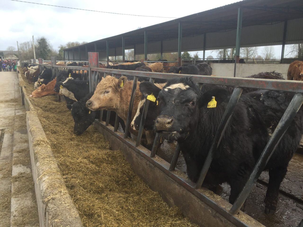 Price difference between Irish and Northern Irish heifers rises to 8c/kg - LMC