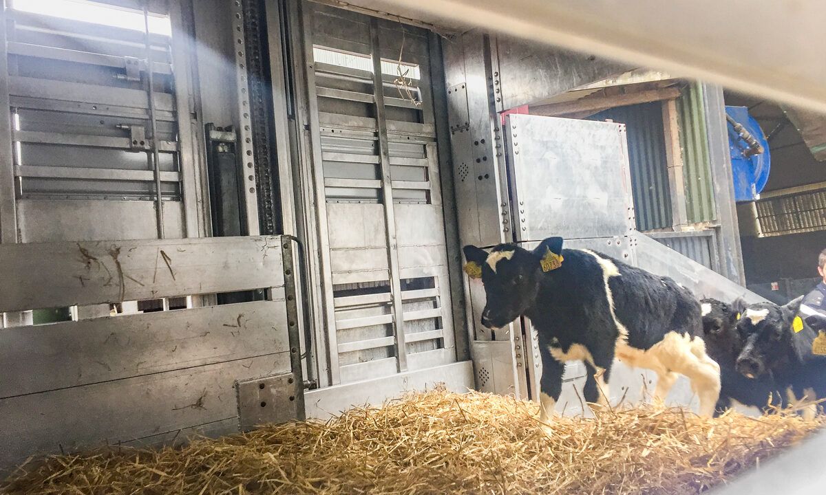 Surge in Irish cattle exports to Eastern European countries
