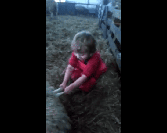 Video: Three-year-old delivers lamb... all by herself!