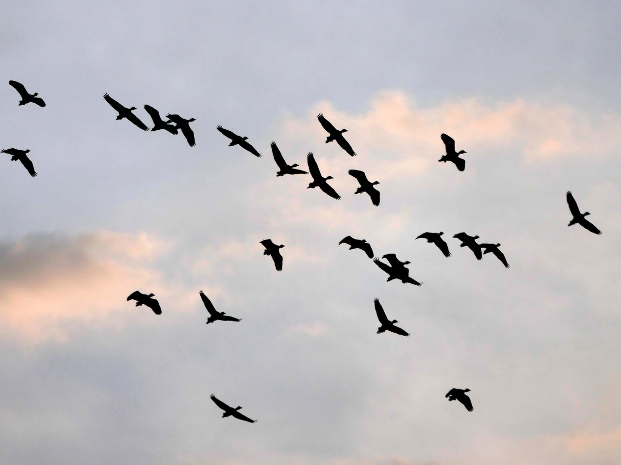 Detections of bird flu start to decline across Europe - report