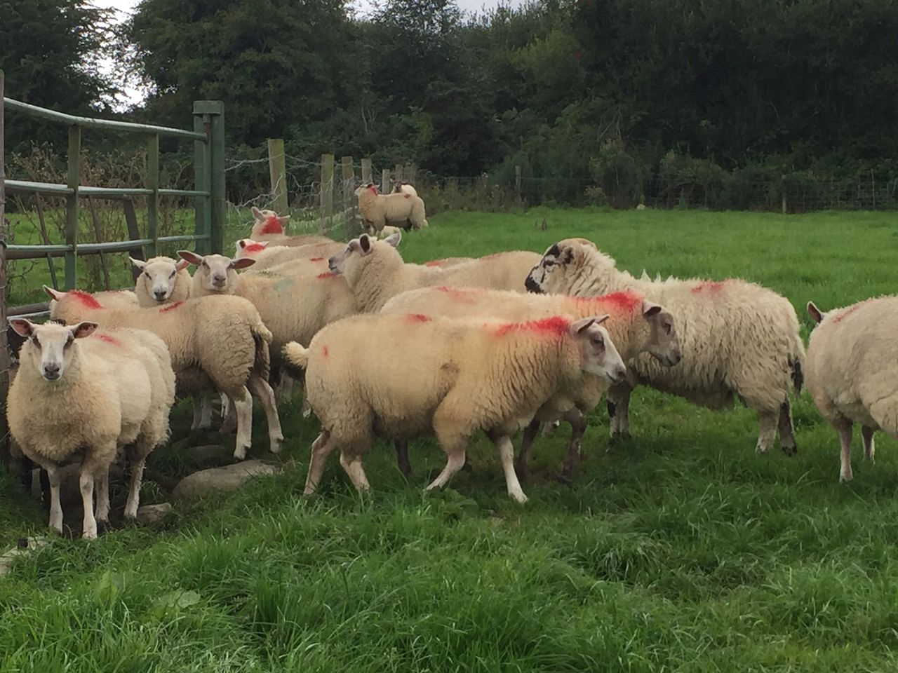 Big kill limits spring lamb price increase