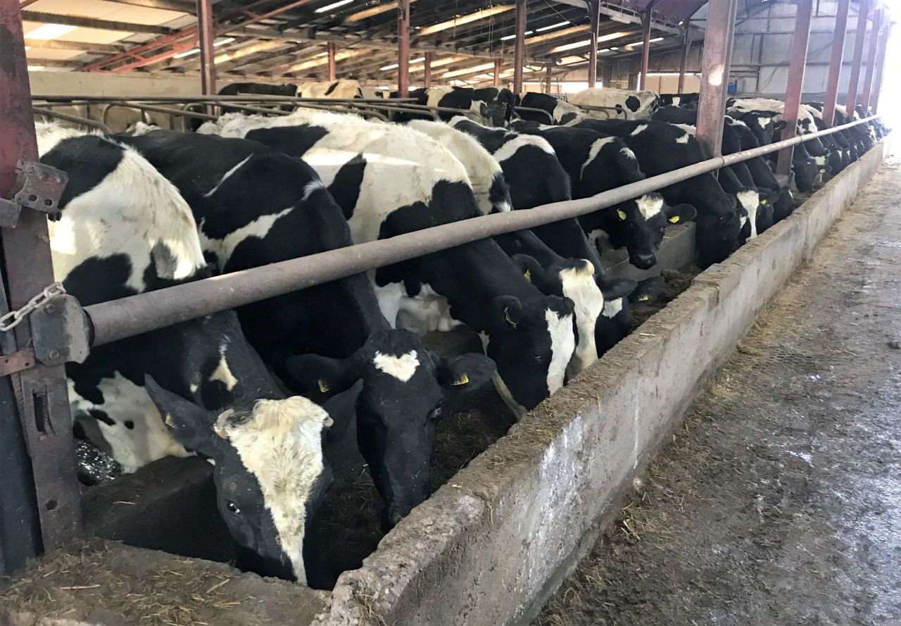 What can I do to prevent milk fever on my dairy farm this year?