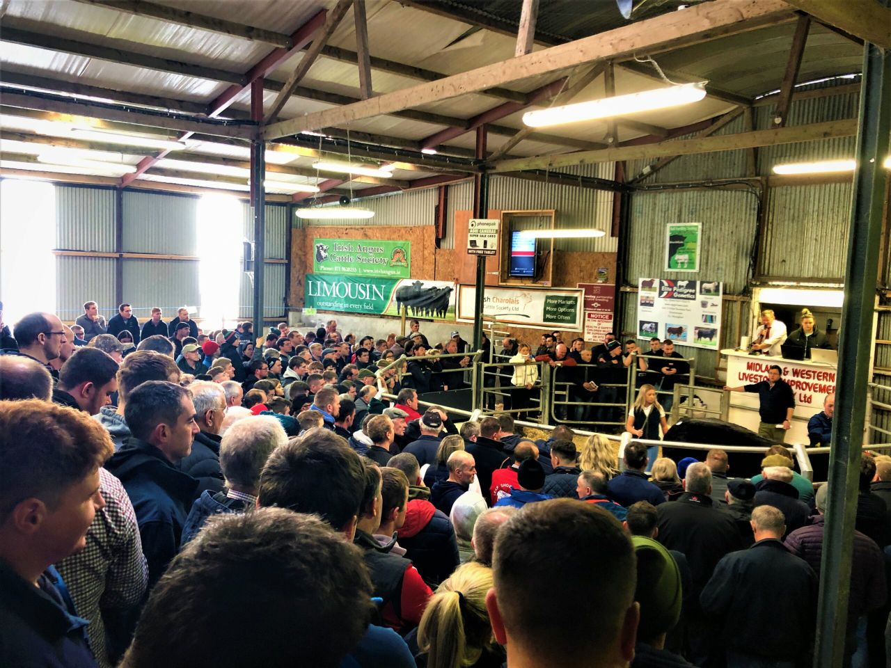 Video: Sale of 420 cattle gets underway at Winter Fair in Carrick