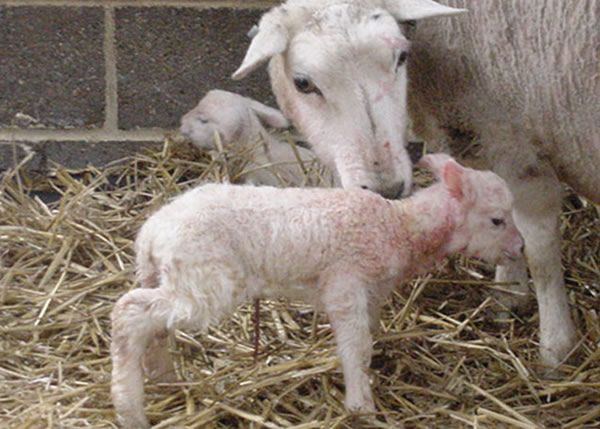 Lamb losses up 14% in Northern Ireland