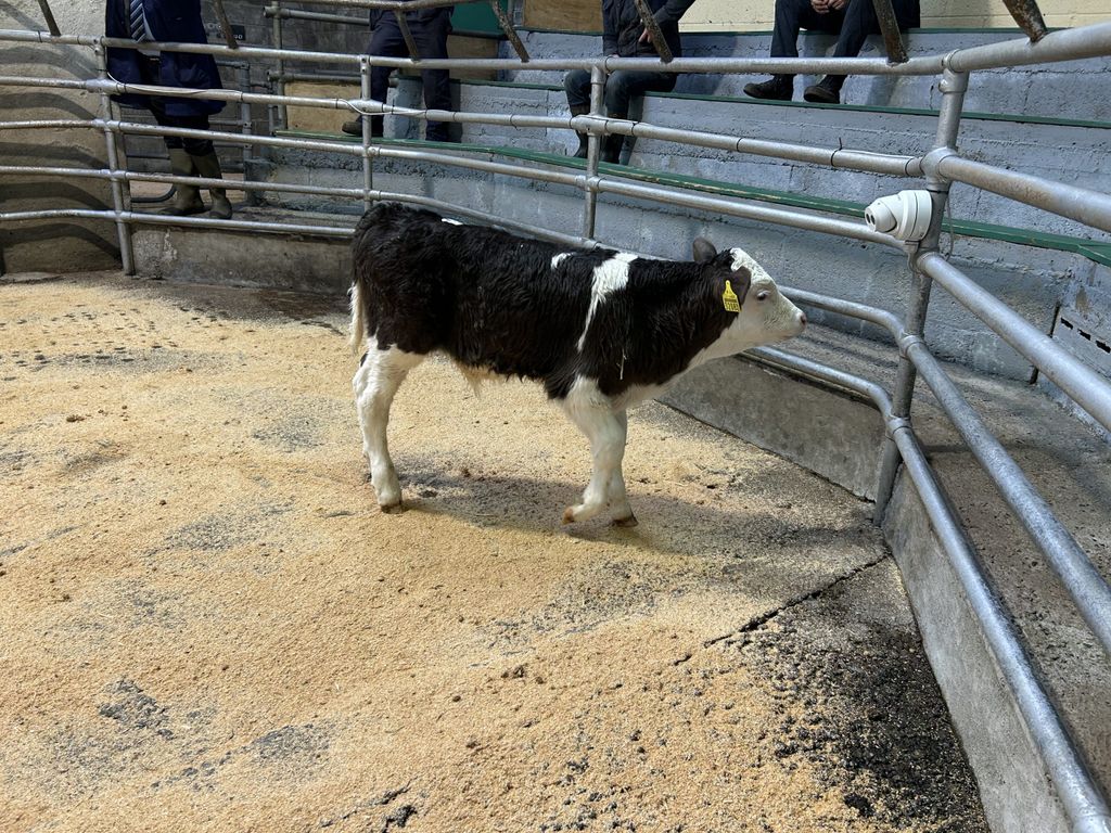 Simmental cross bull, 34-days-old sold for €315