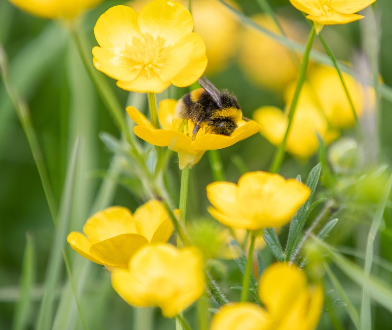 Manager sought for All-Ireland Pollinator Plan programme