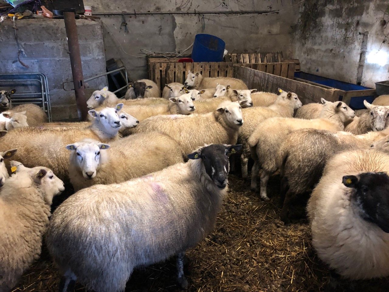 Feeding early-lambing ewes the priority over the next few weeks