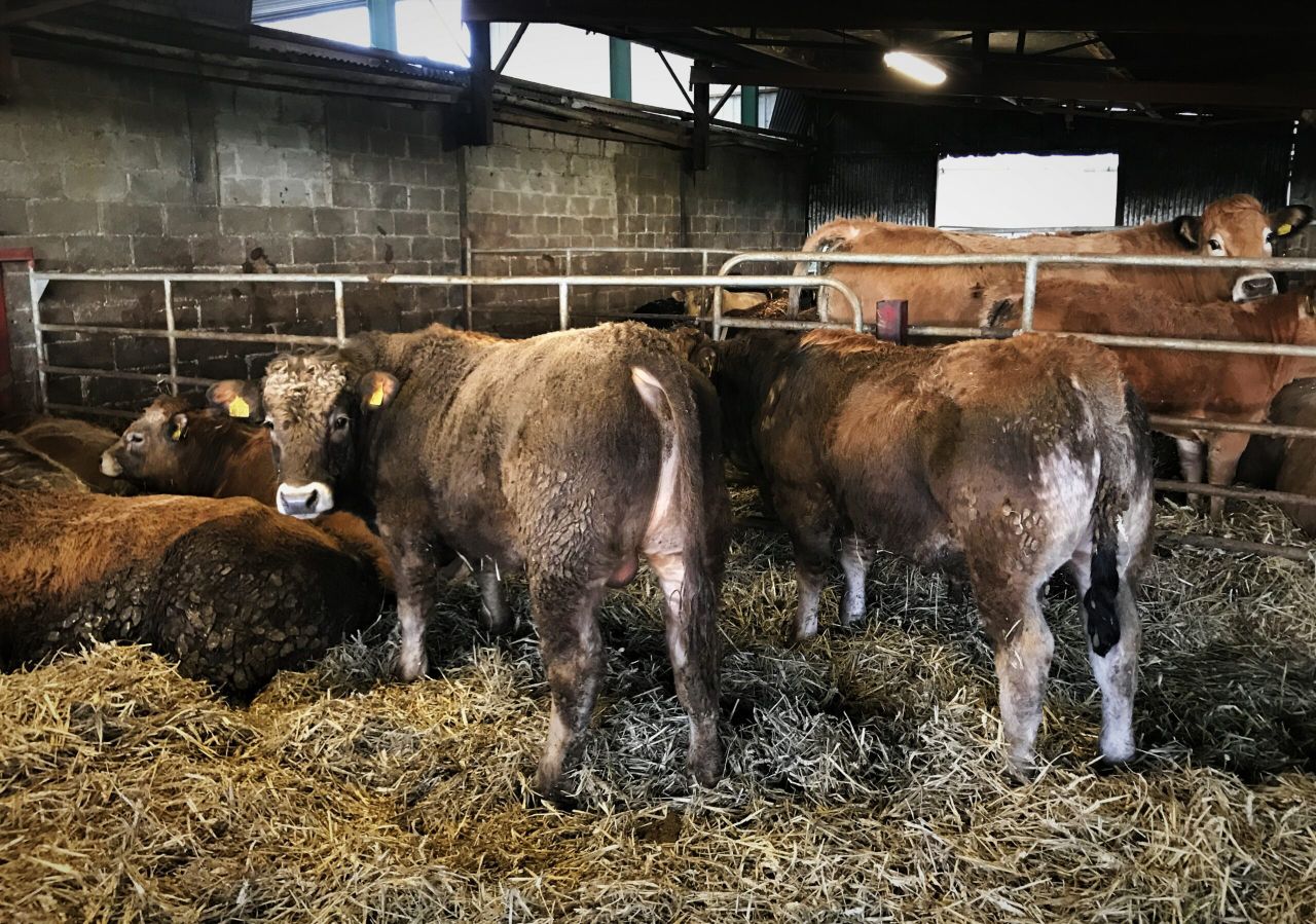 Housing: What is the biggest factor that affects cattle cleanliness?