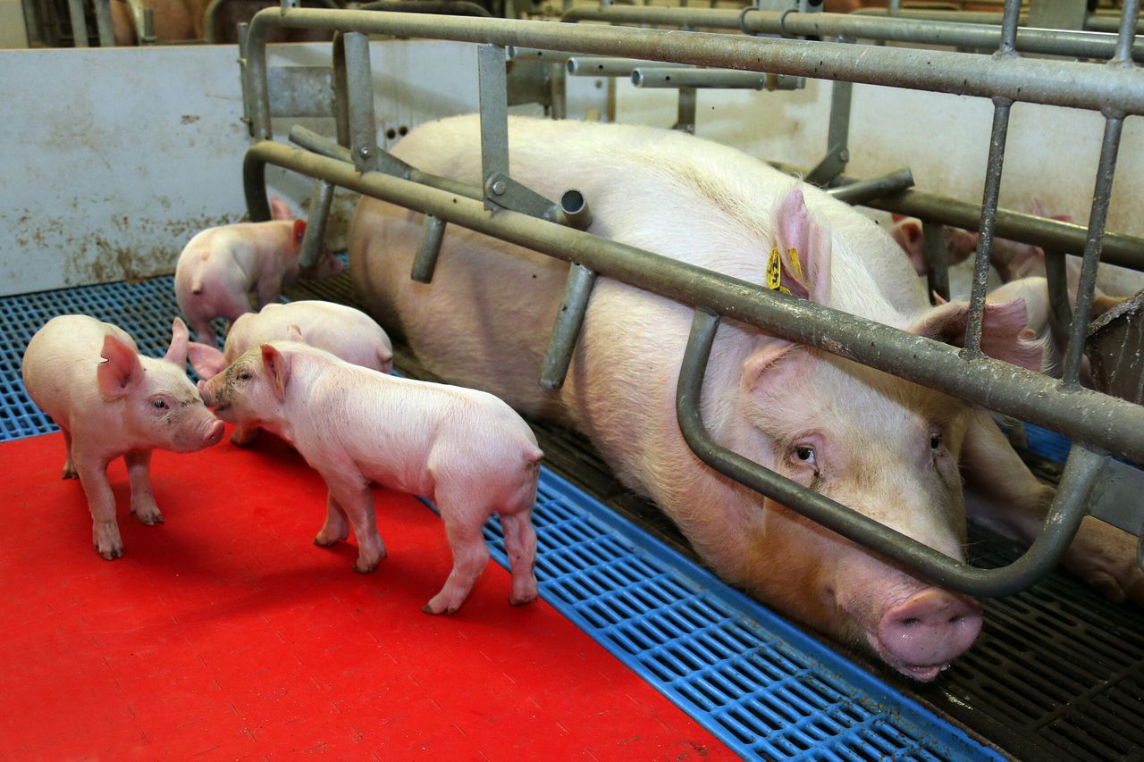 Pig farmers should look at the methods available to cut costs - Teagasc