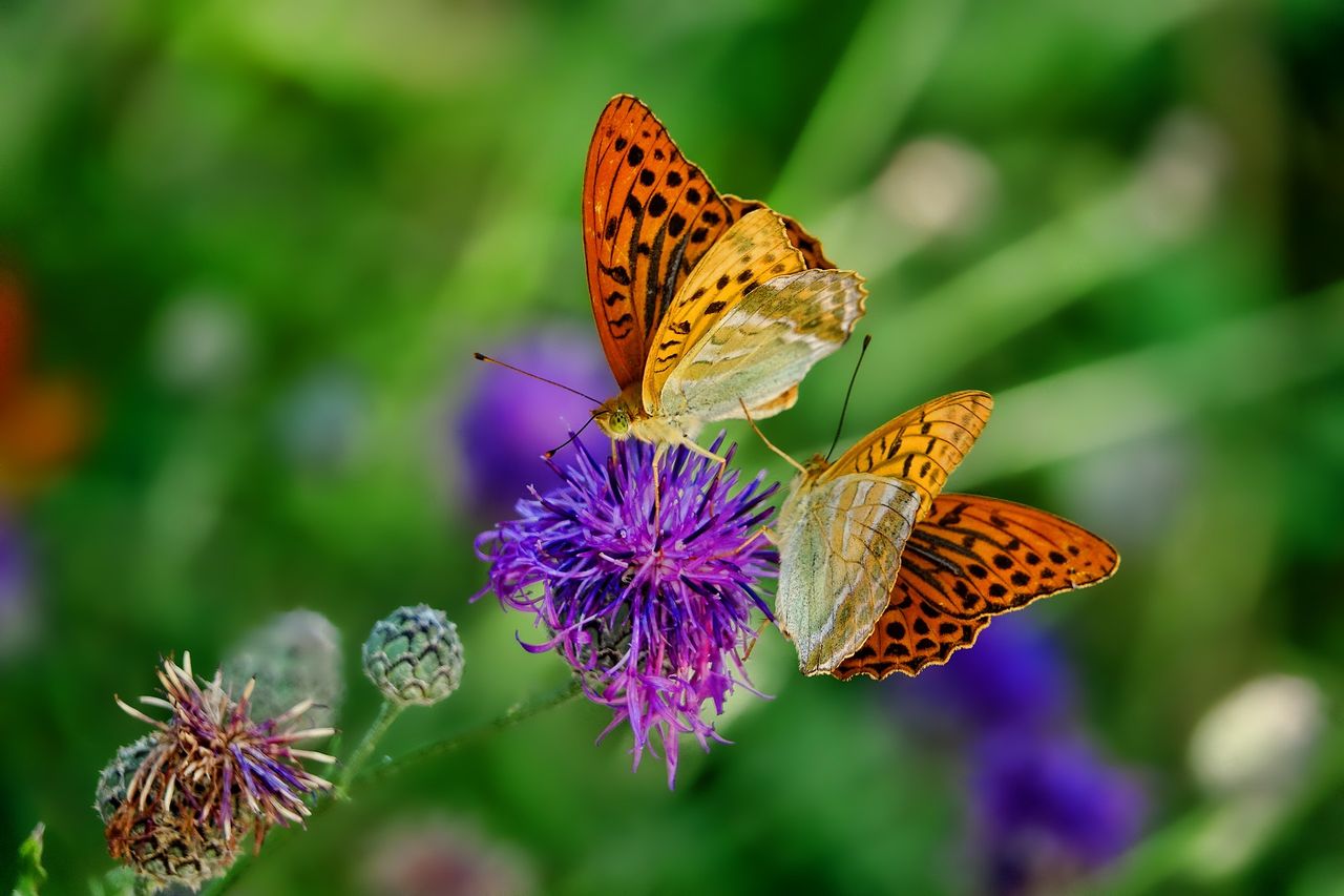 Irish Wildlife Trust to attend global biodiversity conference COP15
