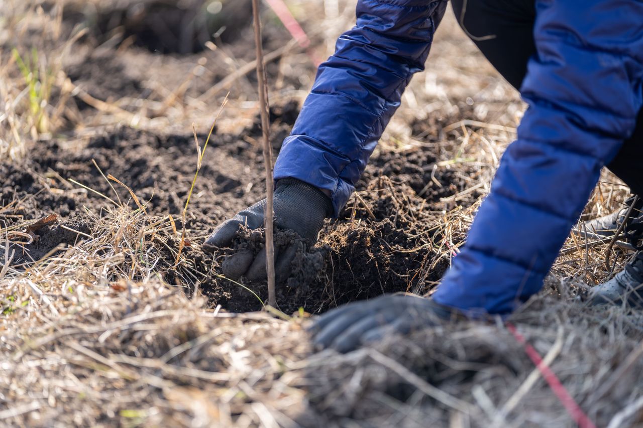 ACRES: Deadline for hedgerow and tree planting extended to March 2025