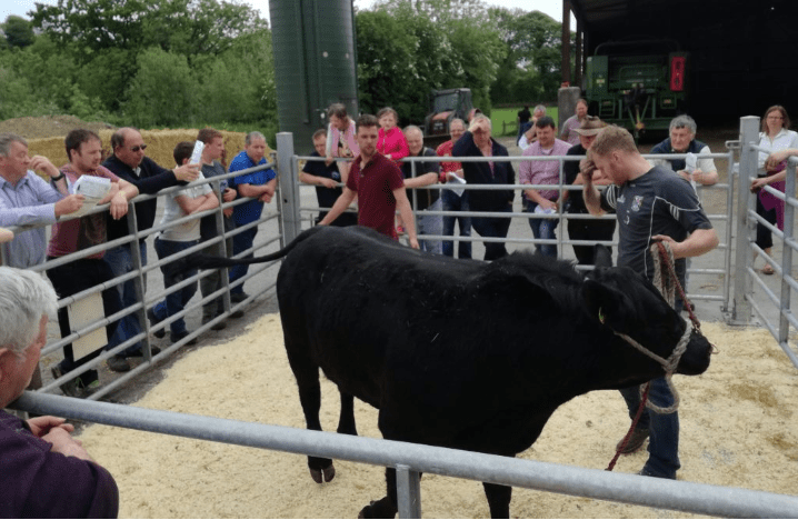 28 pedigree Aberdeen Angus stock bulls to go under the hammer this weekend