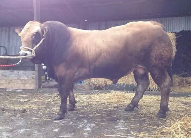 Aubrac bull fetches €2,200 at latest sale