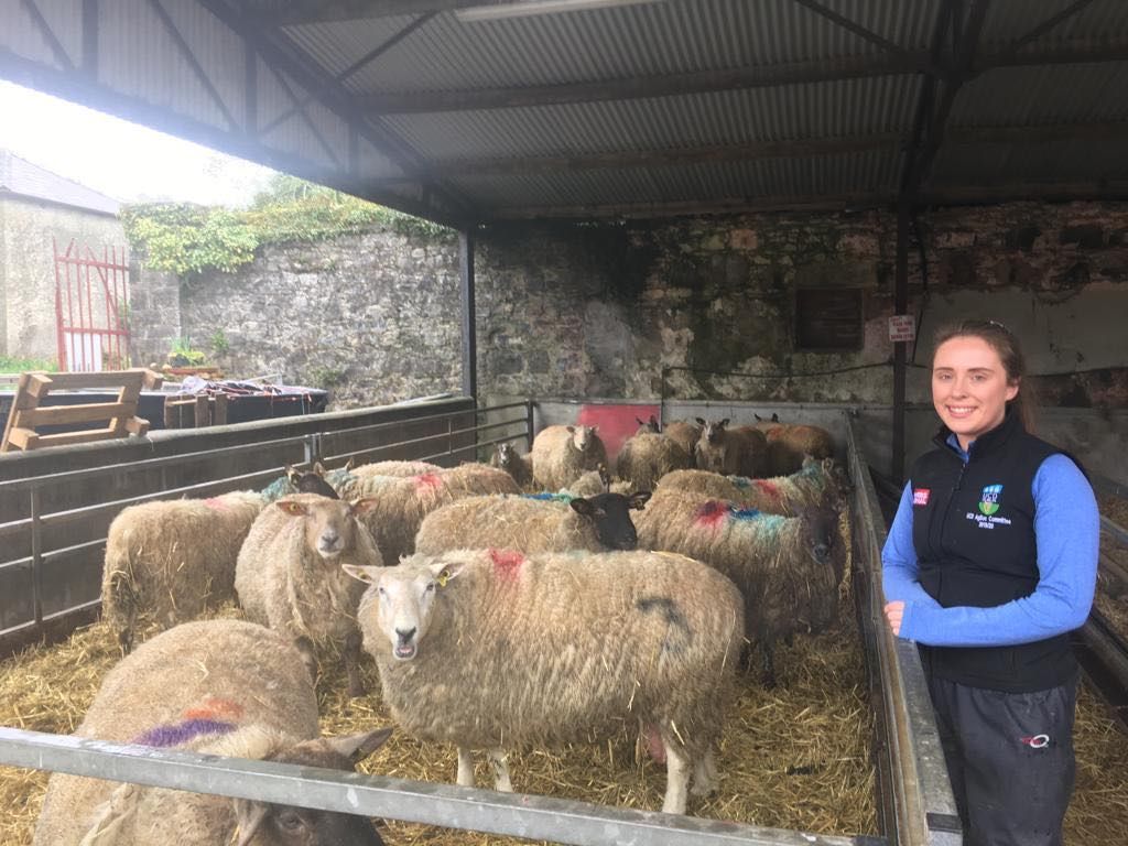 Sheep focus: Juggling college work and helping out with lambing 270 ewes in Co. Sligo