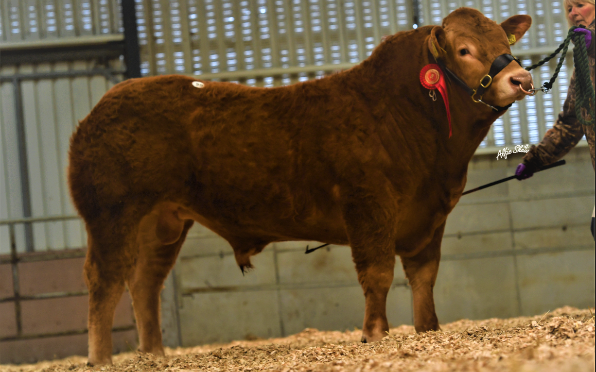 Longwood bull hits €8,000 at Limousin society's Elphin sale