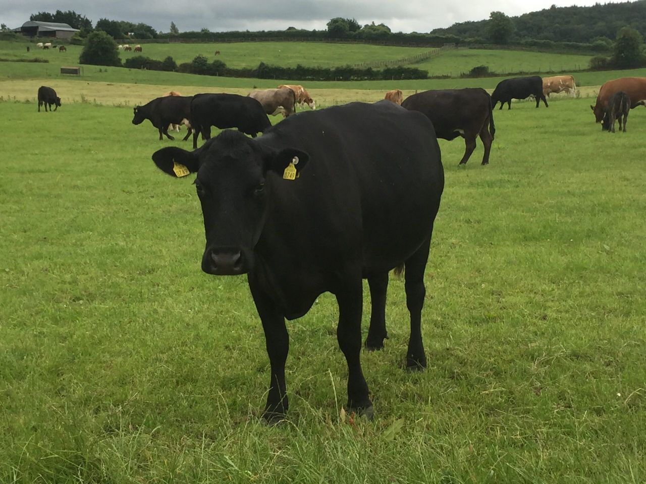 Can the gross margin of a suckler farm triple over a four year time frame?