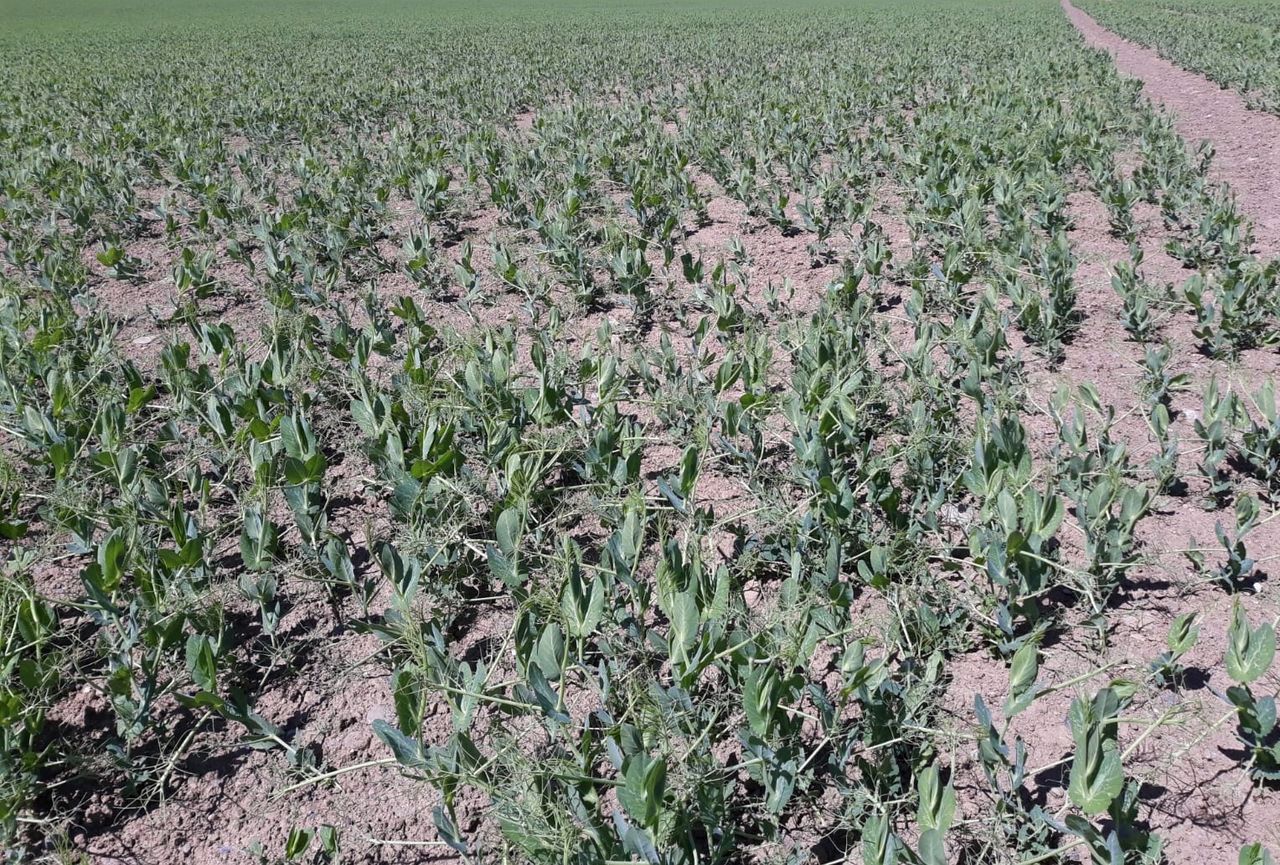 Crop walking: Peas to spring barley...variation in the fields