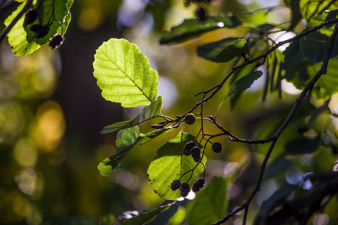 Minister clarifies payment schemes available for broadleaf plantations