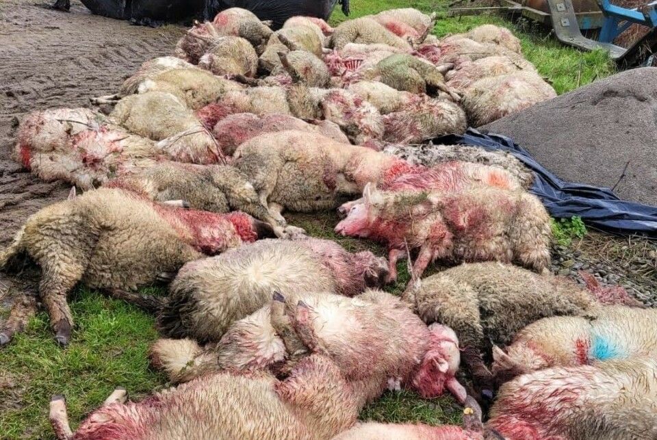 Graphic: Dog attack leaves 48 lambs dead in Offaly