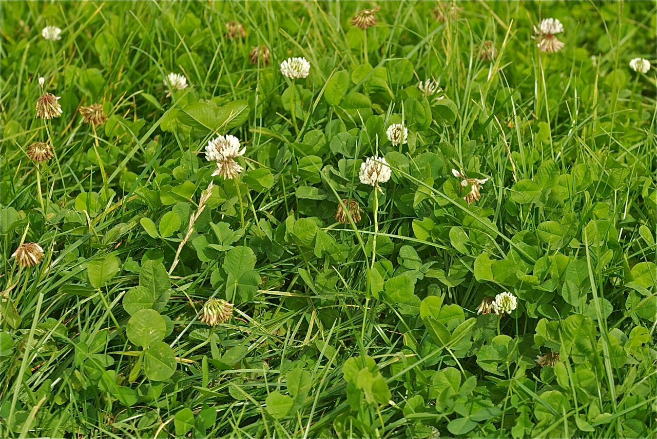 Grassland letting for up to €300/ac in Tipperary