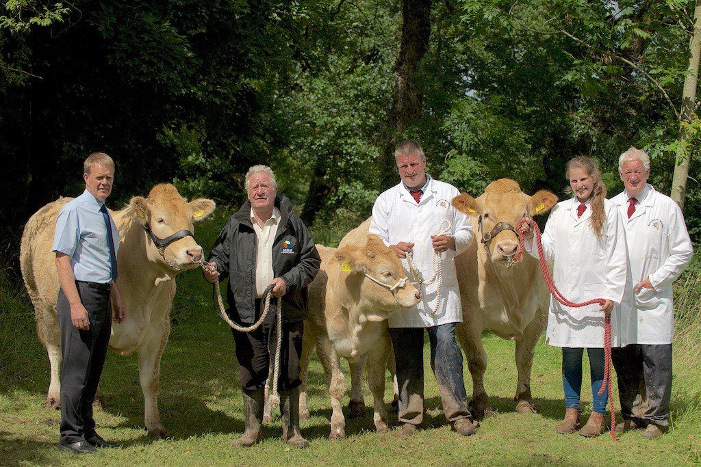 Some like them Blonde: Behind the scenes at NI's top Blonde herds