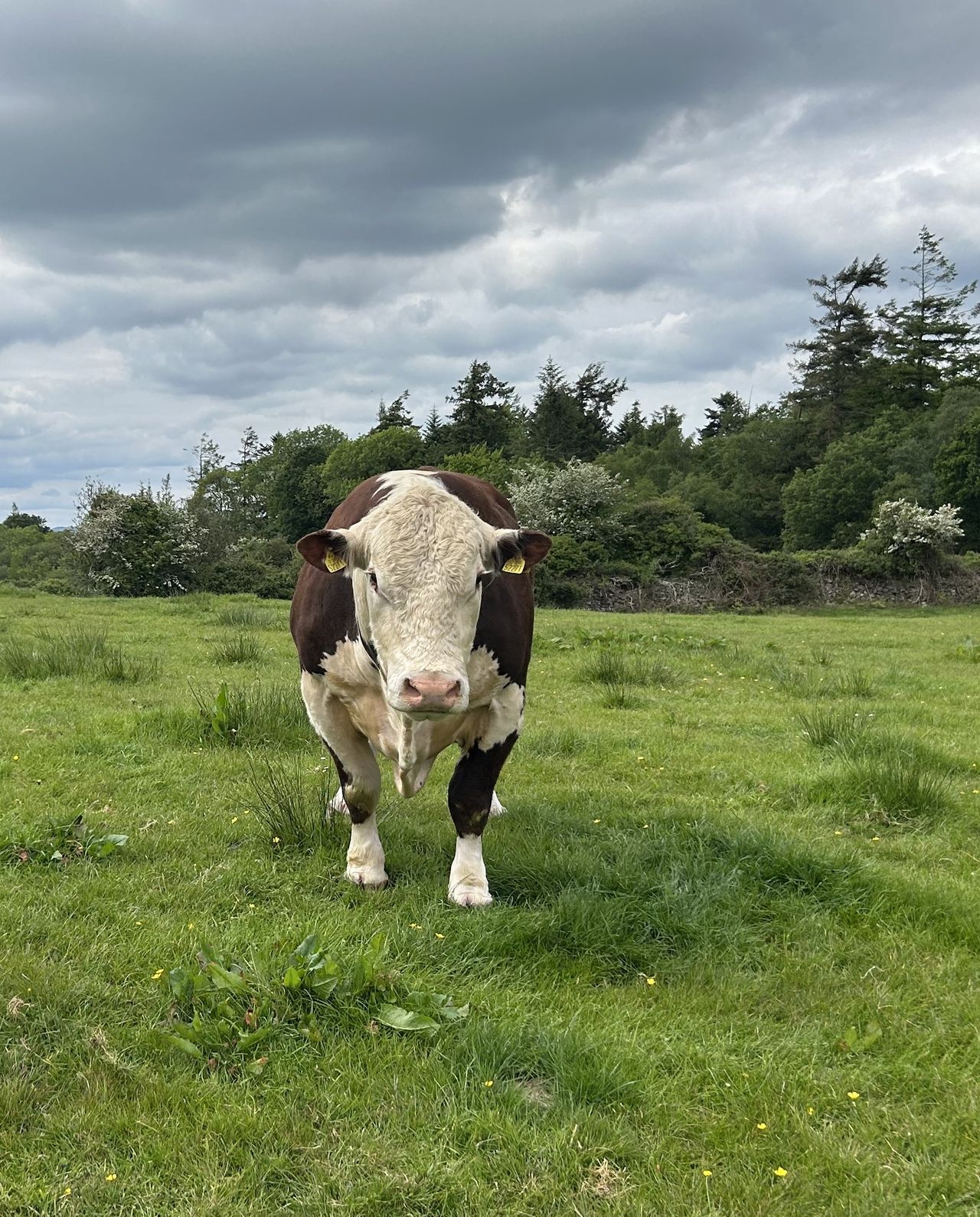 One of Costelloes' Hereford stock bulls. Source: Irish Hereford Prime