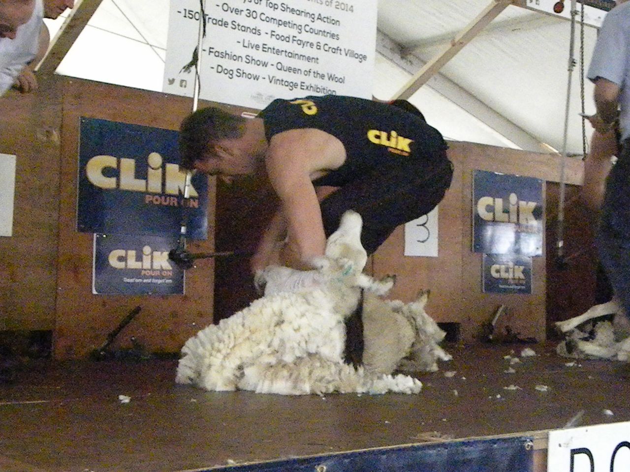 Irish sheep shearer finishes third in World Speed Shear event