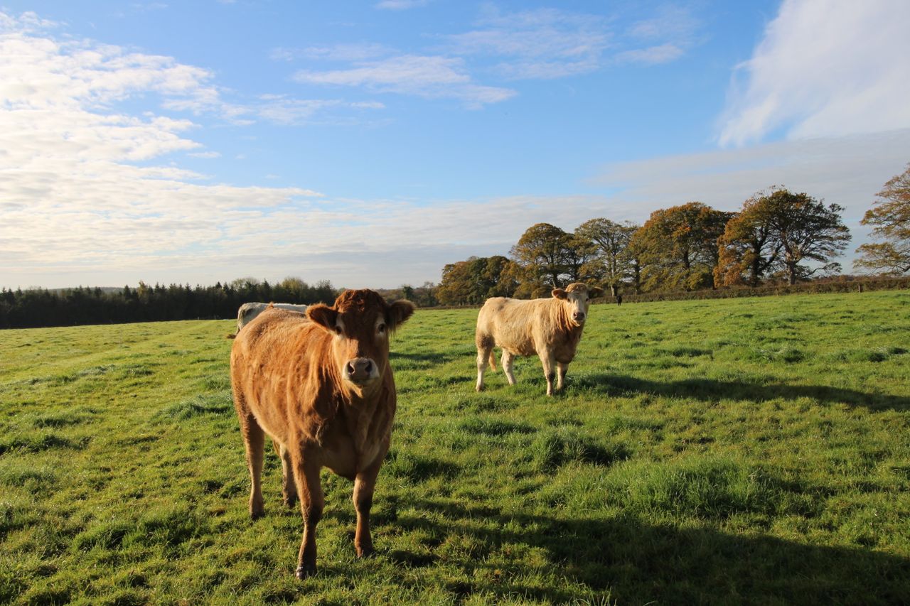 Video: 3 lots up for grabs on circa 97ac residential model farm