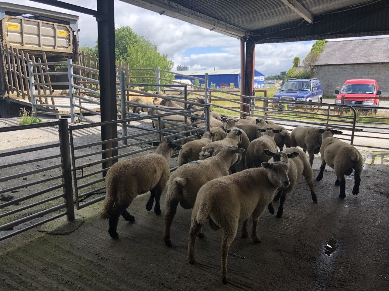 Sheep trade: 'Uncertain times' as quotes fall below the €5.00/kg mark