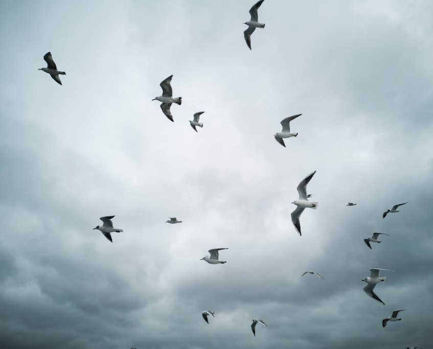Renewed bird flu warning as dead sea birds appear on coasts