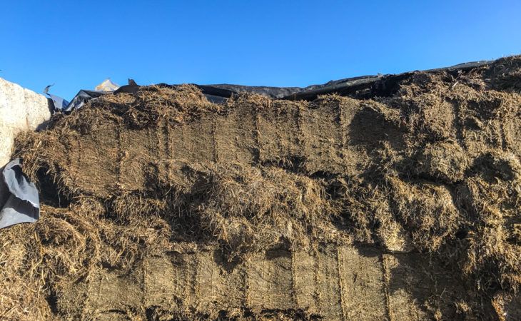 3 simple ways in which farmers can analyse silage quality visually at the pit face