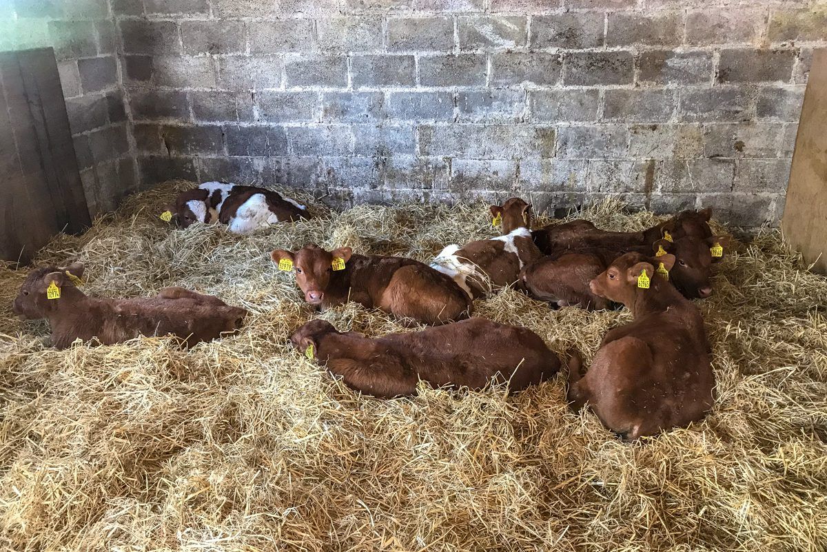 Comparisons between calf breeds and prices in Co. Louth