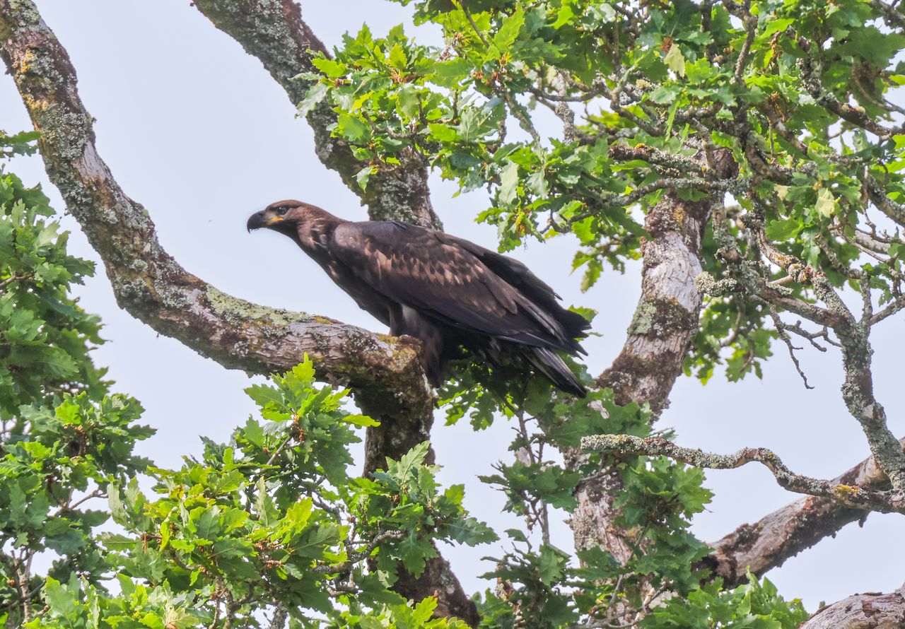 White-tailed eagle chicks released in Killarney National Park